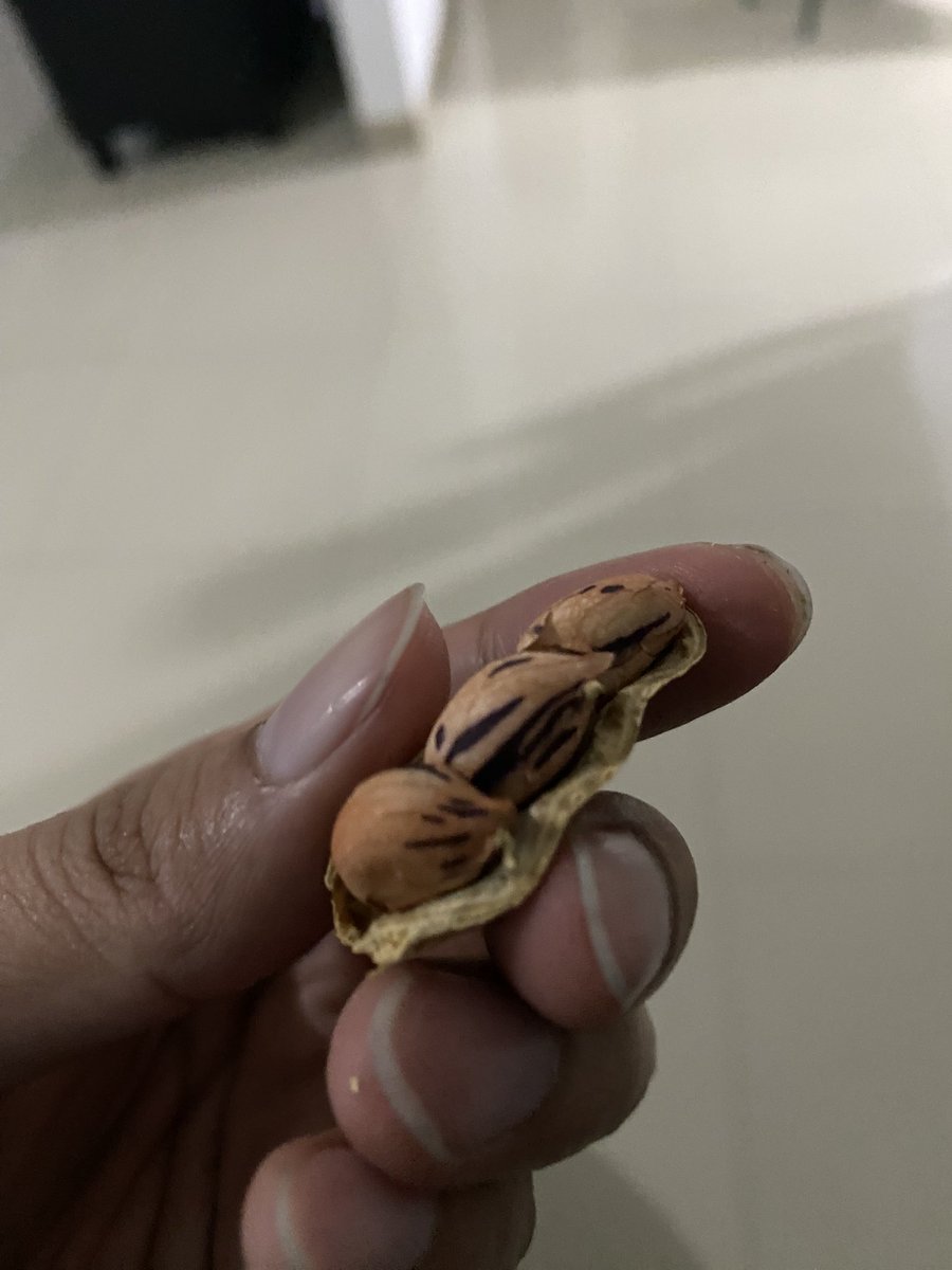 elianric's tweet photo. ni kacang namanya kacang batik soalnya ada corak” di kacang nya. goks. https://t.co/2lPo6QLtL7
