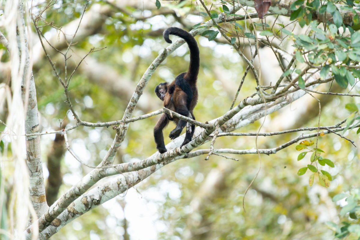 TenacityPursuit's tweet photo. Photo by Dave Katz @tenacityinpursuit // From the archives // Observe the incredible agility of a Brown Capuchin Monkey and if you look closely, I think this face that’s looking back is not the adult but the baby that’s being carried on the back of the adult. #primate #wildlife https://t.co/JiyM9c7UZ6