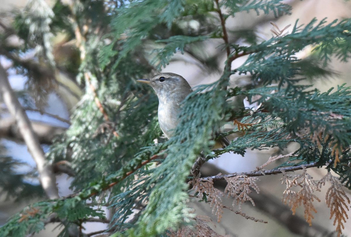 woodsbird81's tweet photo. キクイタダキと格闘していたら、最後に違う鳥が写っていました。
#野鳥観察 #キクイタダキ #ウグイス https://t.co/D3APQF6k18