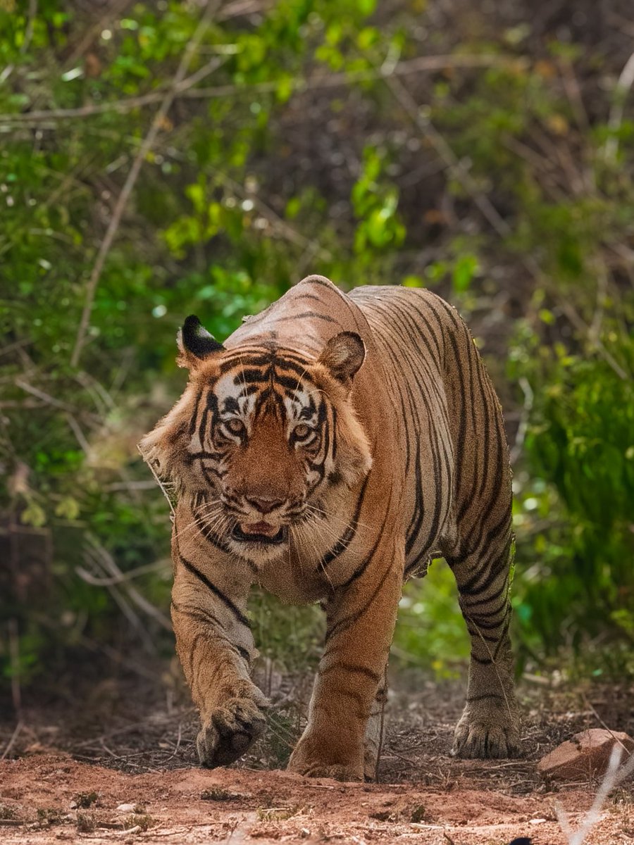 ashwanikasid's tweet photo. Big and Bold

Yuvraj aka ST21
Sariska National Park

Clicked with Nikon Gears https://t.co/OUN2GsSL4V