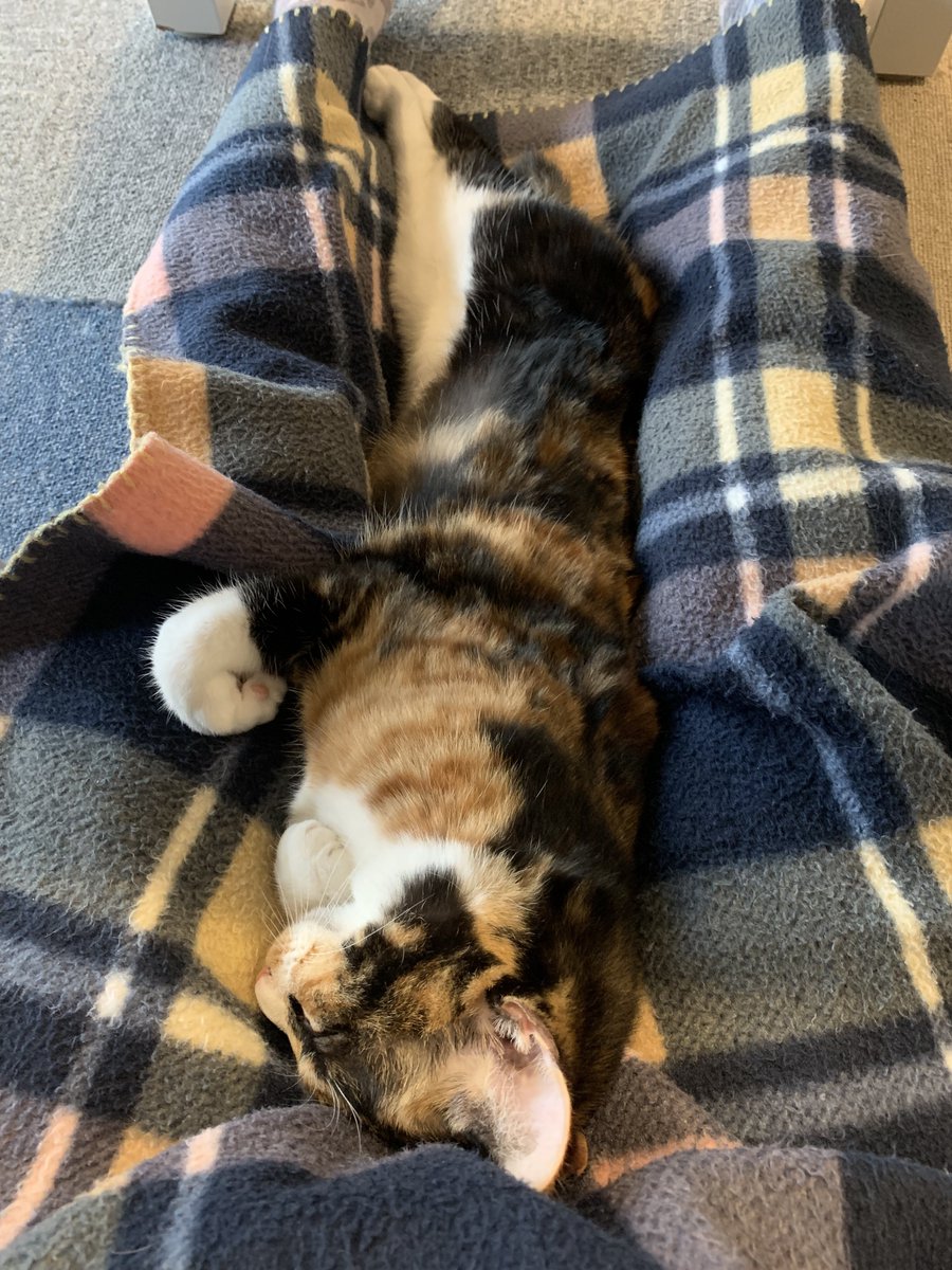 めいちゃんが初めてお膝に来てくれました🎶寝心地は良かったかな？🥰

#ミーシス
#ねこかつ