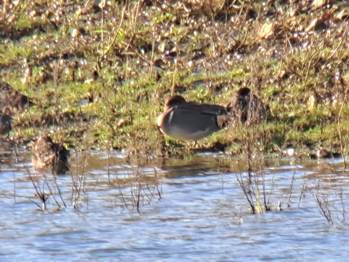 Green-winged Teal still at Silverlake, on the most northerly lake with Eurasian Teal. Many thanks to the kind birder who pointed it out to us 👍