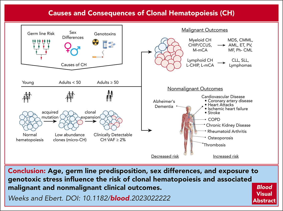 Causes and consequences of clonal hematopoiesis
loom.ly/yyCzyFE #hematopoiesisandstemcells #myeloidneoplasia #reviewarticles #reviewseries