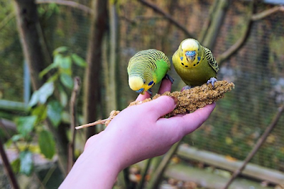 WeltResa's tweet photo. Wie bekomme ich einen #Vogel handzahm ?
#Vögel sind faszinierende #Haustiere, die uns mit ihrem bunten Gefieder und ihrem fröhlichen Gezwitscher erfreuen.
https://t.co/dr1HhrckKy 

#birds #bird #haustier #Animal https://t.co/y1SPGr8CVF