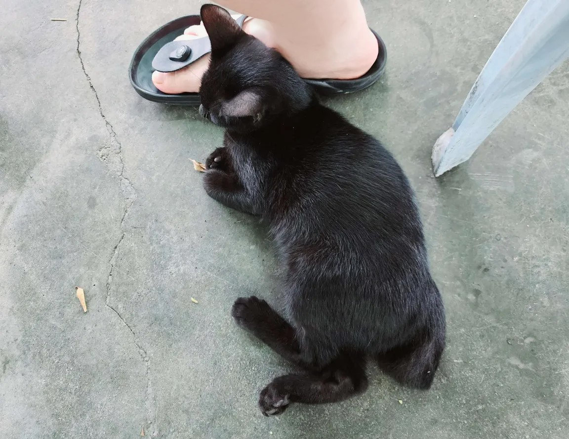 I met a cute cat.