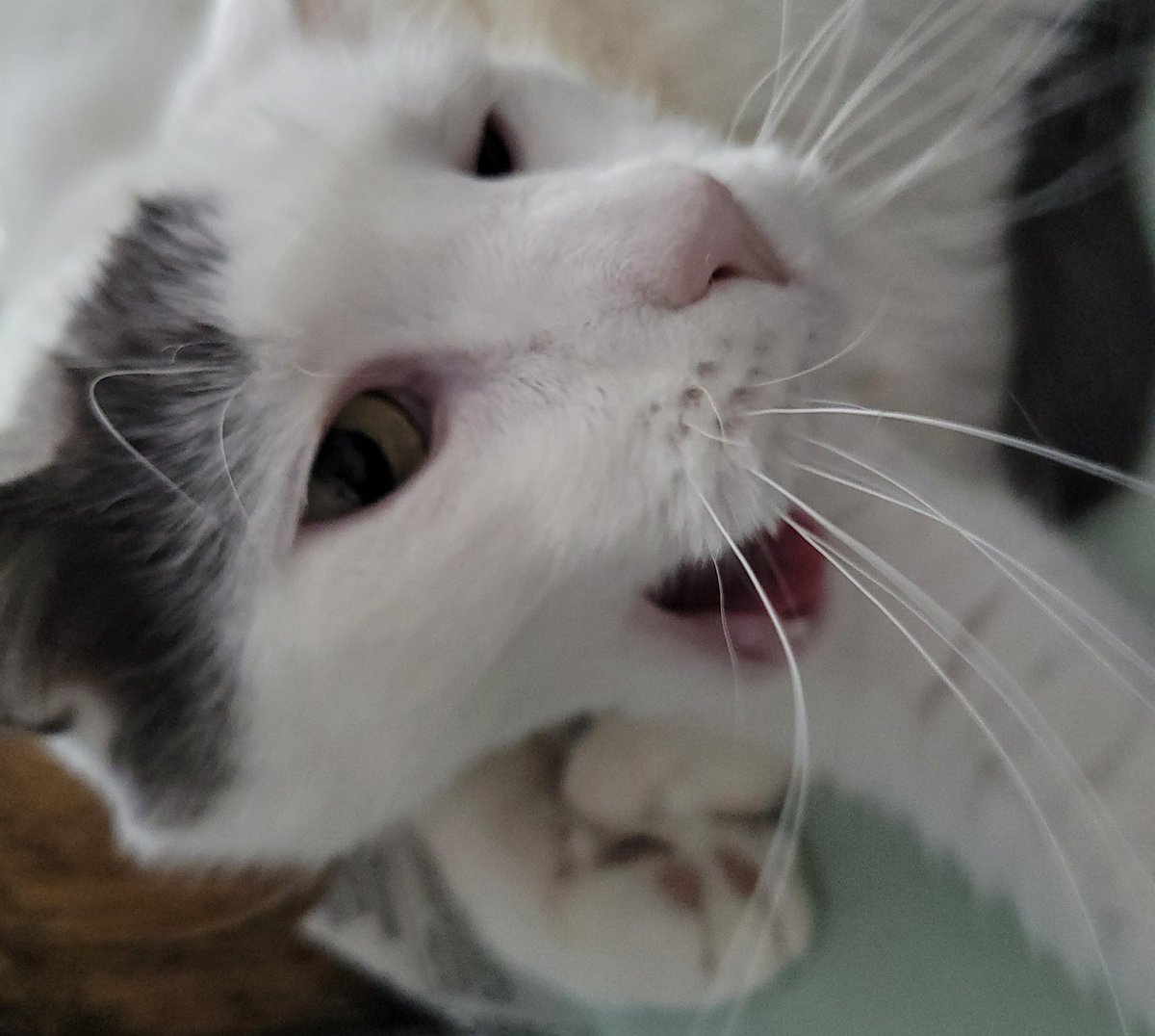 DapperlyCats's tweet photo. Good morning from Watson! https://t.co/Tywem6Qu2i