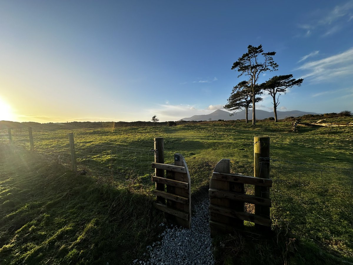 Sheila Murphy tweet media