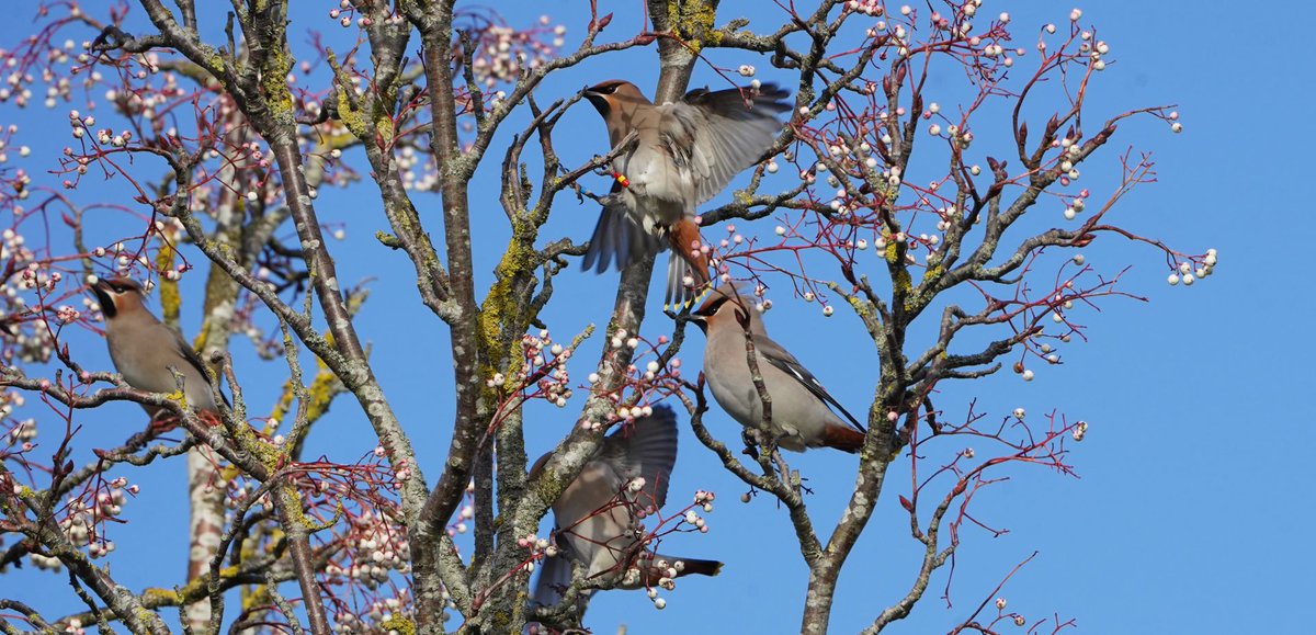 waxwings in Farnham 29th Dec 2023, <a href="/SurreyBirdNews/">SurreyBirdClubNews</a> <a href="/WaxwingsUK/">WaxwingsUK</a>