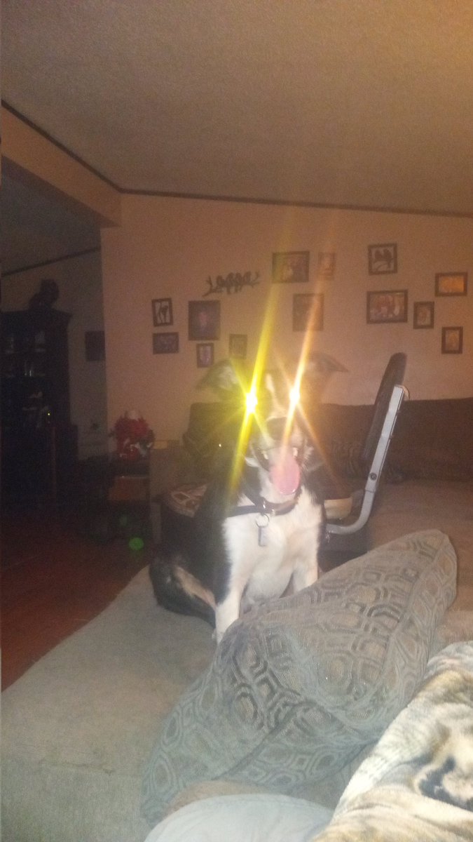 StevenHecker7's tweet photo. Hi happy new year from me and bandit https://t.co/EDPfsWMQQ7