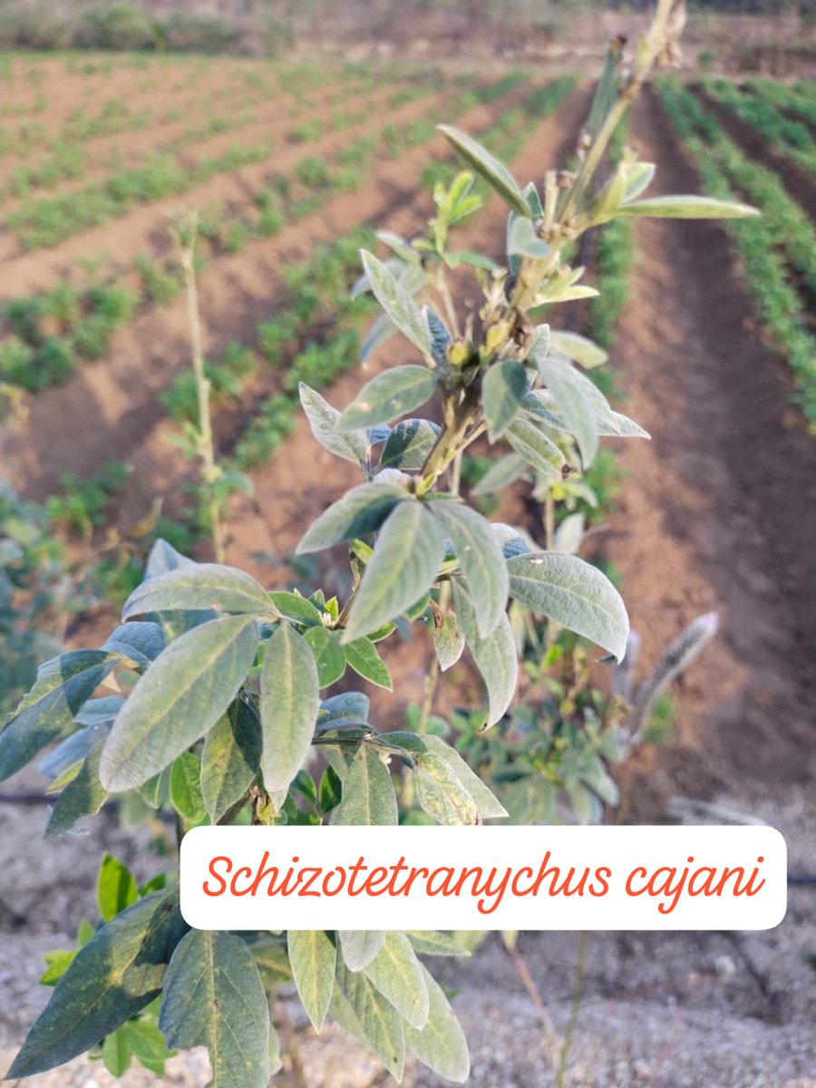Sudhans10401496's tweet photo. Spidermite infestation in #Arhar #Redgram #Pigeonpea
This yellow patches over leaflet indicates infestation of Schizotetranychus cajani at ventral surface of leaf. See mite population in Magnifying glass .
#Mite #Acarine
@acarological @AcarologicalSoc @AgriExperts @alabamaED https://t.co/YsrbtUb0eh