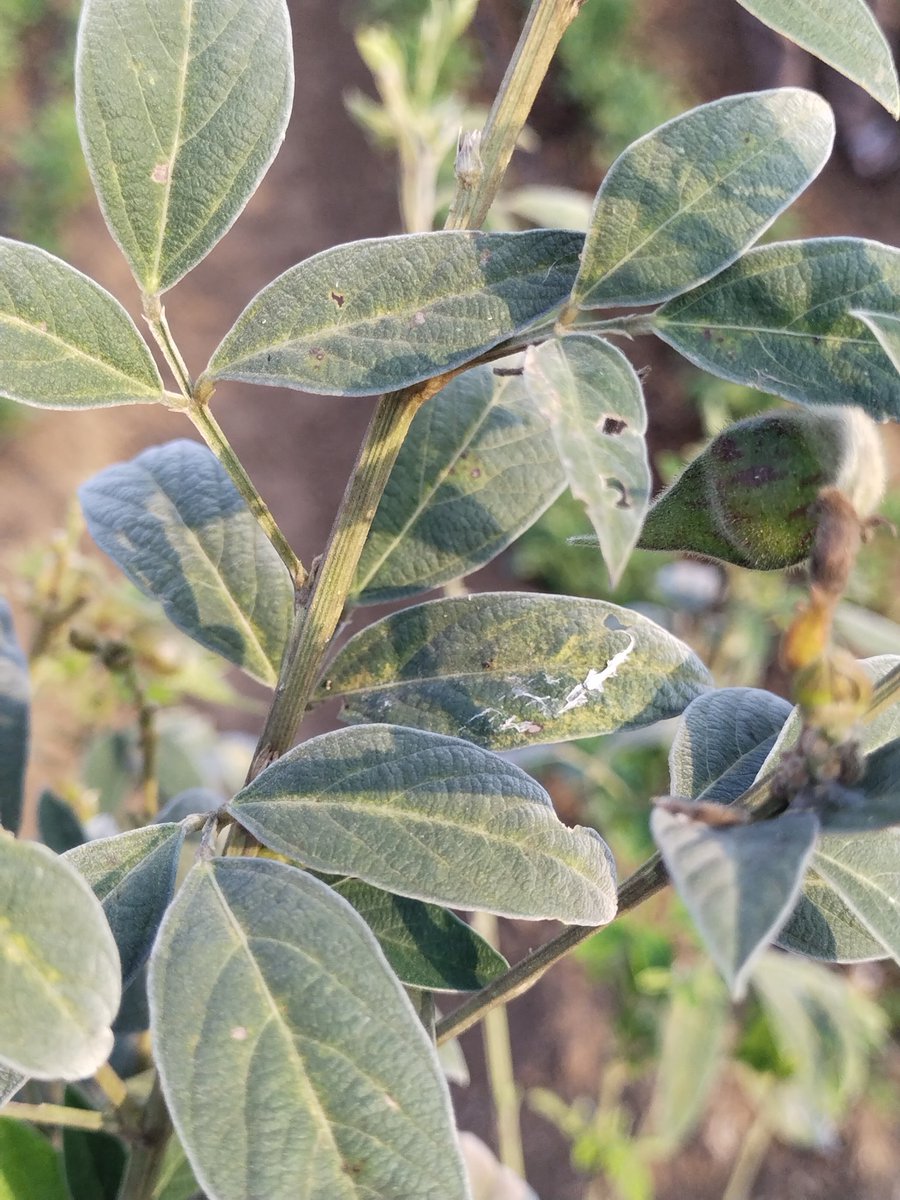 Sudhans10401496's tweet photo. Spidermite infestation in #Arhar #Redgram #Pigeonpea
This yellow patches over leaflet indicates infestation of Schizotetranychus cajani at ventral surface of leaf. See mite population in Magnifying glass .
#Mite #Acarine
@acarological @AcarologicalSoc @AgriExperts @alabamaED https://t.co/YsrbtUb0eh