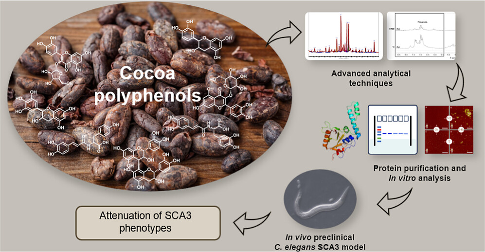 Cell-Free and In Vivo Characterization of the Inhibitory Activity of Lavado Cocoa Flavanols on the Amyloid Protein Ataxin-3: Toward New Approaches against Spinocerebellar Ataxia Type 3
doi.org/10.1021/acsche…