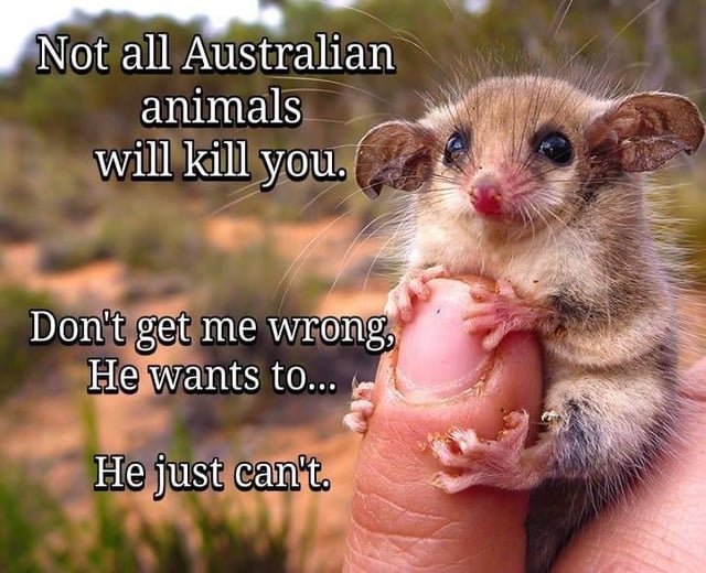 Just_A_Bi11's tweet photo. @AwakeNeverWoke1 Didn't know that they had snow down under 😂

To be fair, every animal they got is Top 5 Deadliest 8n some category or another https://t.co/2jseUEO5HE