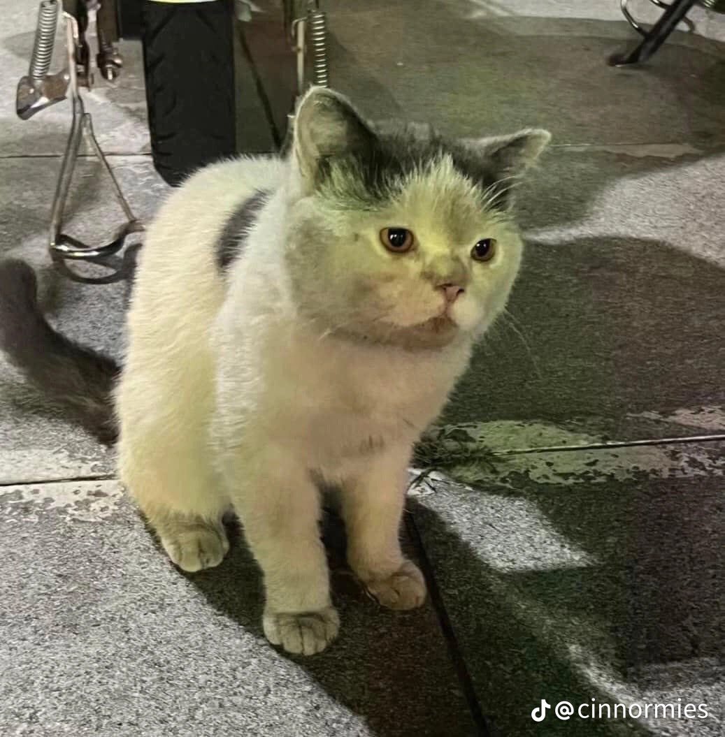 Romansa Tawa tweet media