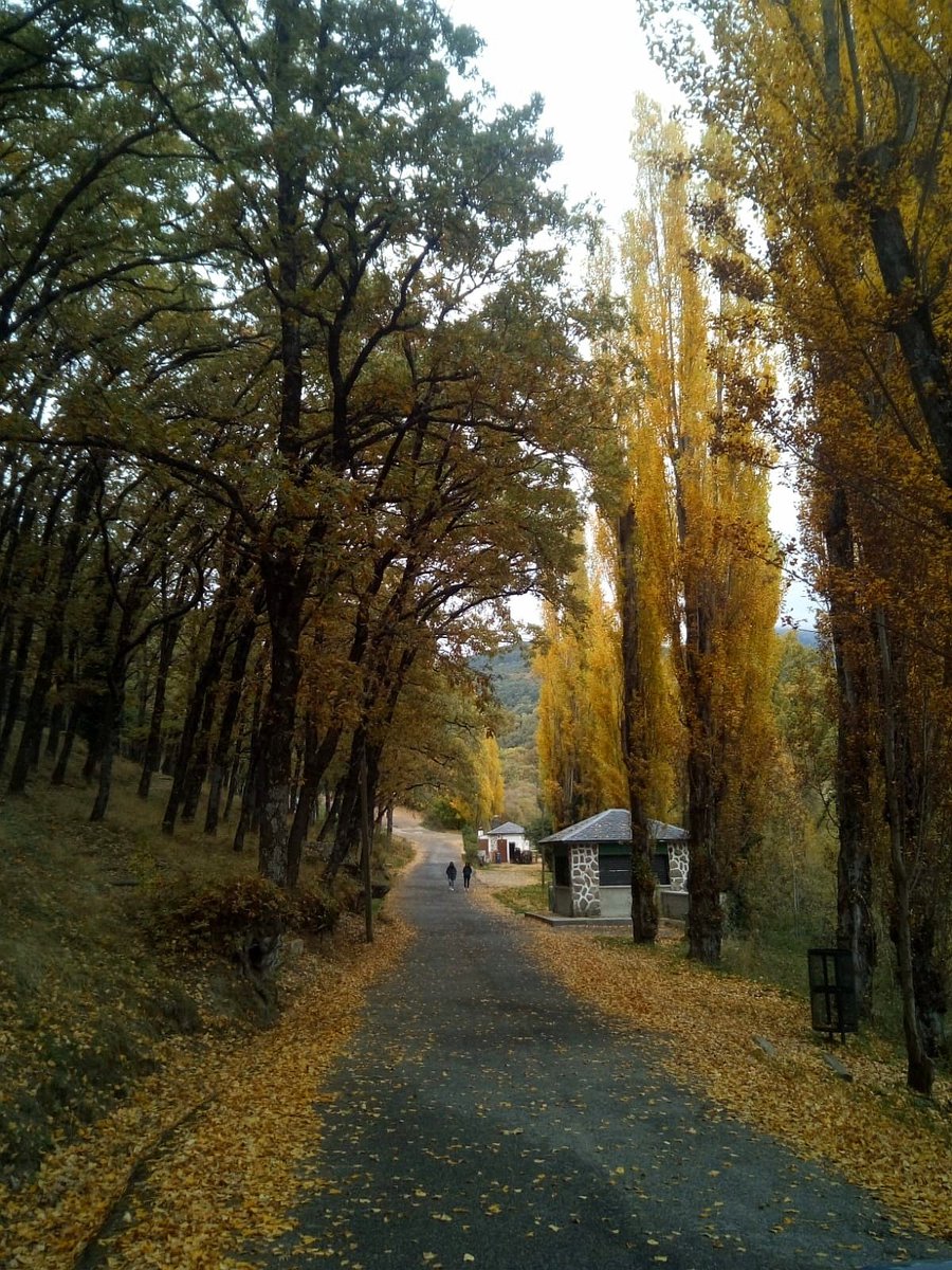 Así ha quedado la zona recreativa de la #FuentedelCura, en #MirafloresdelaSierra, tras la tala completa de su alameda histórica, situada en uno de los accesos al #PNGuadarrama. Formaba parte de un #paisajecultural incluido en el Catálogo municipal de Bienes y Espacios Protegidos.