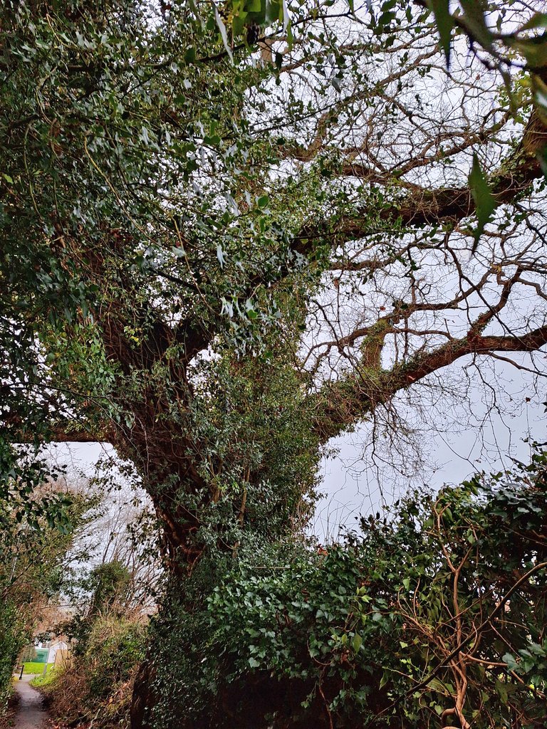 Thanks & respect to the @powyshighways #Boughrood crew for attending & clearing branches that fell from one of the ancient oaks of #Talgarth. The popular #TowerLane footway is now passable once again & the surplus timber removed from site @PowysCC #CreditWhereItsDue #StormGerrit