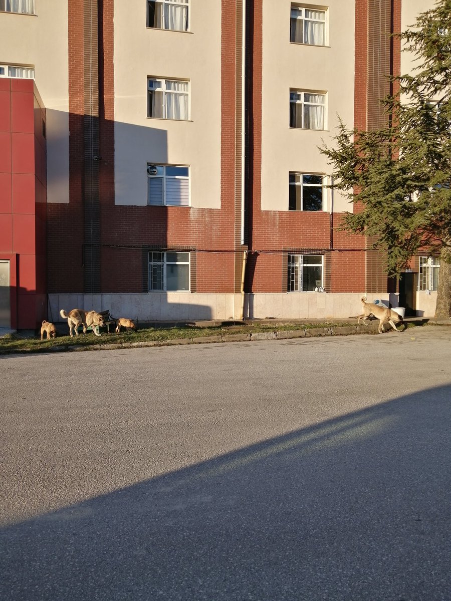 dutxuri's tweet image. Havanın buz olmasına mı Serengeti  ovasında yaşıyor olmamıza mı üzülelim bilemedim. 
Bunlar kadraja sığanlar. 

#sokakköpekleri
#Güvenlisokak