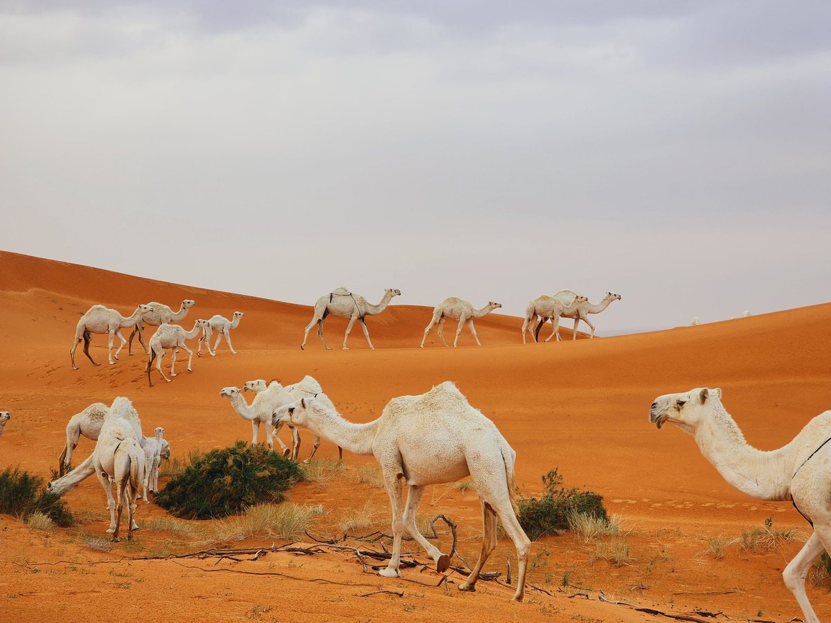 3wd3's tweet photo. @CamelClub @alaibilfestival تصويري لجادة الابل 
#عز_لاهلها 
#مهرجان_الملك_عبدالعزيز_للإبل8 https://t.co/2Hl09bmoZD