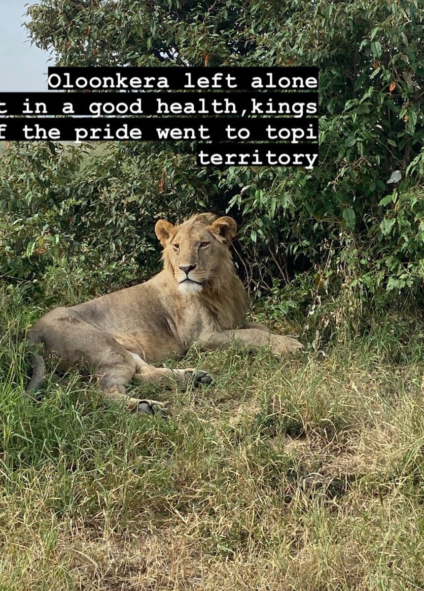 LIONLOVERS5's tweet image. Our gorgeous Olonkera ❣️

At least we know he's fine, but now I am concerned about Oloimina 😔
Human wildlife conflict does occur in this area as we saw with Lorkulup when he was speared.
Just got to hope Oloimina turns up!

#LoveLions 
📸 sayiatelkoshal Instagram