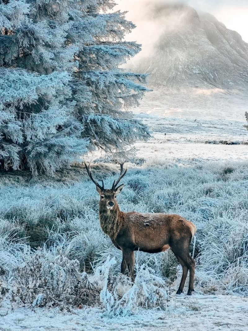 Winter in Glencoe. (2023) Pic: Amy Dobbs.