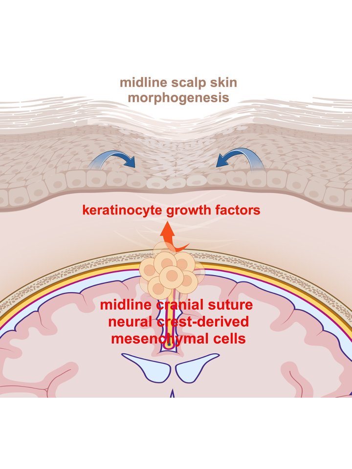 Marneros Laboratory tweet media
