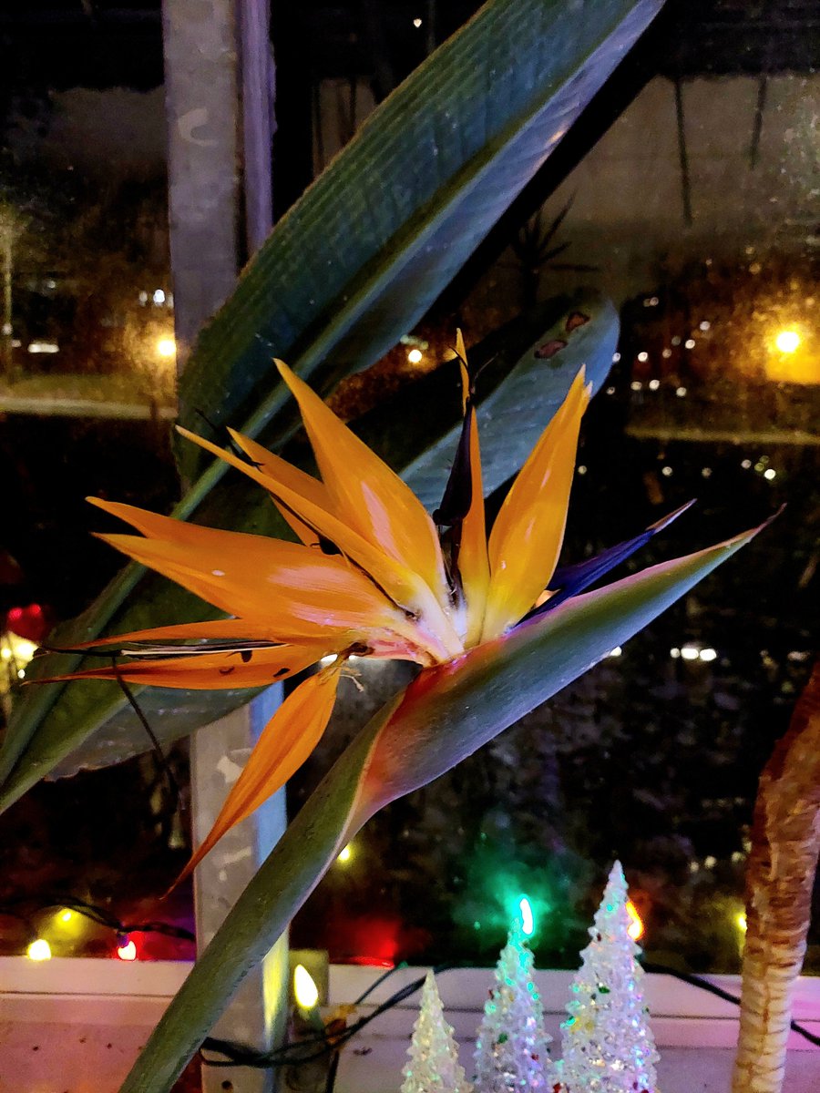 Weather Permitting
The decorated Conservatory/Greenhouse in Bowring Park will be open to the public today, Friday, December 29, 2023 from 4:30 pm to 7 pm.  A director from Bowring Park Foundation will be there to greet you.