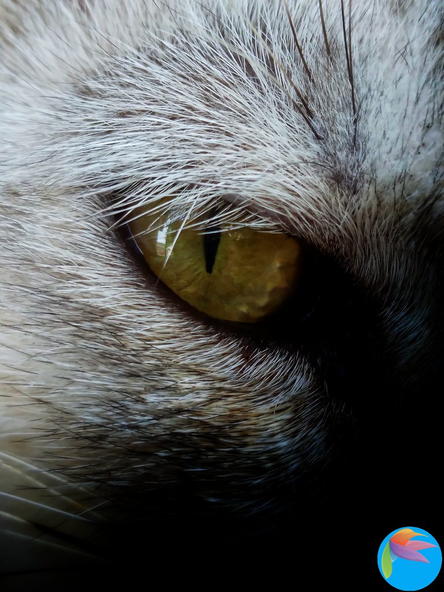 Cat's eyes look at the camera. #photography #photo #photograph #photooftheday #photographylovers #nature #natural #naturelover #NaturePhotography #macro #macrophotography #photographyart #NaturePhotograhpy