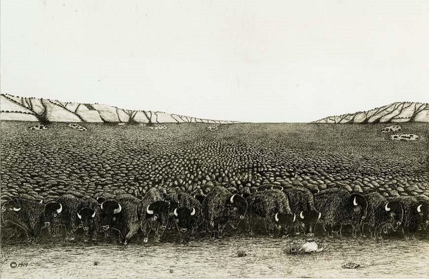 Before the mid-1800s, it is estimated that the grasslands of North America were home to 30-60 million bison, 10 million elk, 40 million white-tailed deer, 10 million mule deer, and a combined total of 100 million caribou and pronghorn.

Despite this vast number of herbivores,