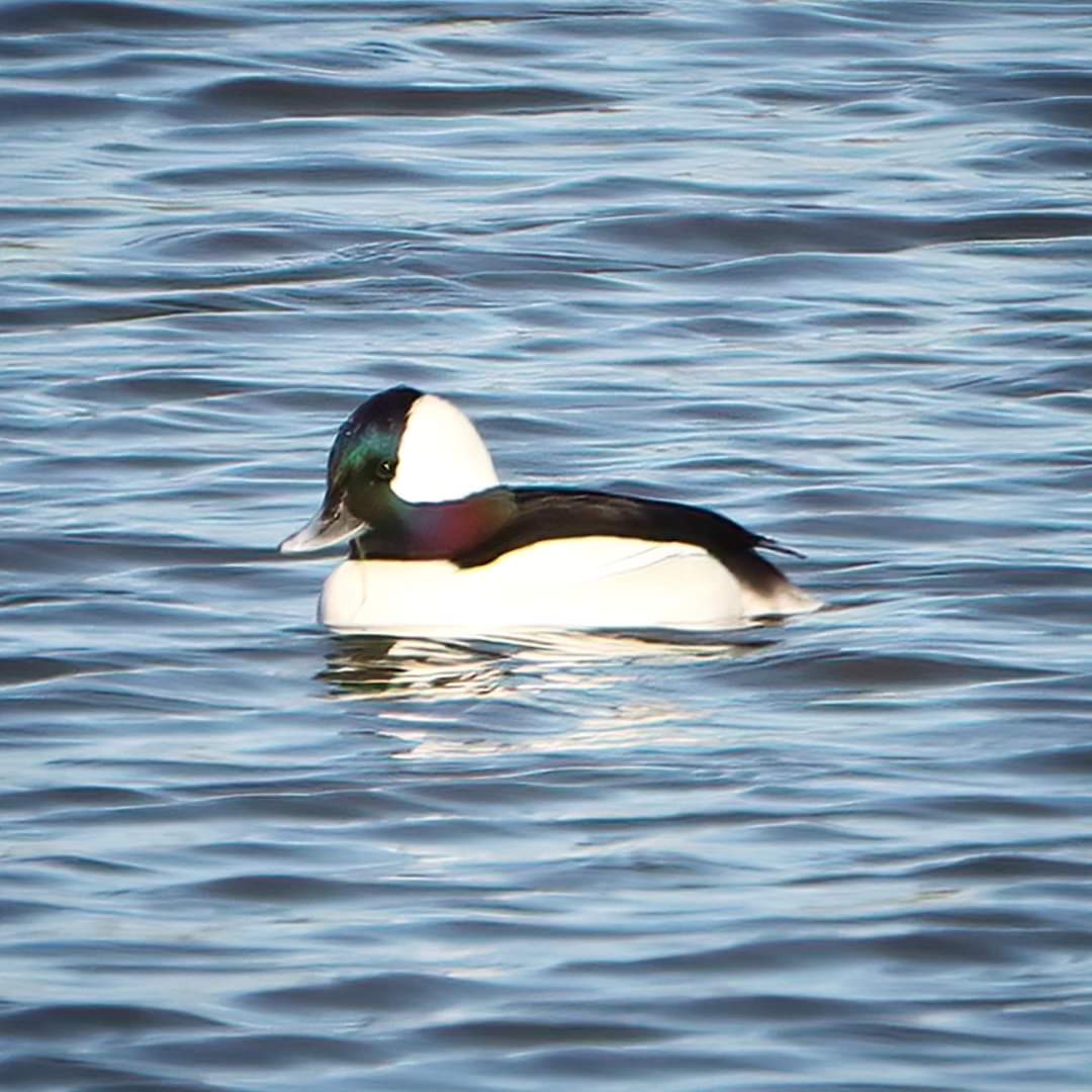 birdhouse_love's tweet photo. Our very first bufflehead!
#bufflehead #buffleheads #malebufflehead #converse #conversetx #texasbirds #texasbirding #holidaybirding #holidays #holiday #bird #holidayseason #texasbird #birdcommunity #birdworld #birdwatching #birdlife #birdloversclub https://t.co/9m6gW6WdFC
