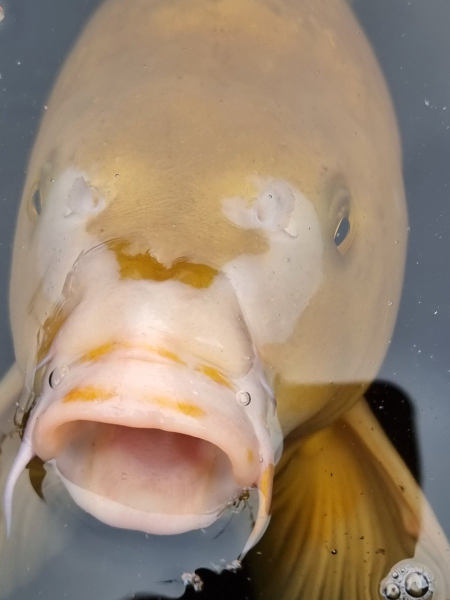 BobMehen's tweet image. Feed me! #koi #ginrinchagoi #pondfish #carp