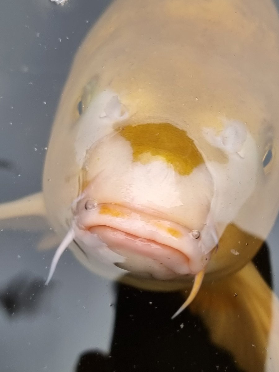 BobMehen's tweet image. Feed me! #koi #ginrinchagoi #pondfish #carp