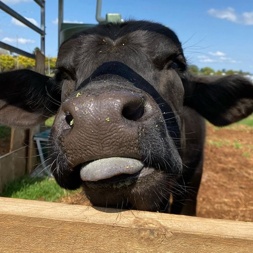 CowoftheDay1's tweet photo. 📅  5th January 2024
🐮  Eddie
🏷️  Instagram/crankysfarm
💕 #animaloftheday https://t.co/hSDUSdEHLe
