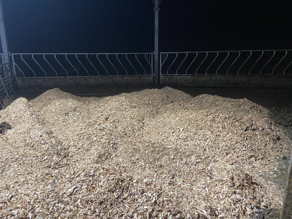 rian_kennedy's tweet photo. With the tight supply of straw, we’ve had to try other options 🪵 From difficult situations come new opportunities I suppose! Cows seem to like it 🤷‍♂️
#drybed #woodchip #bedding https://t.co/WTOYVElDxH