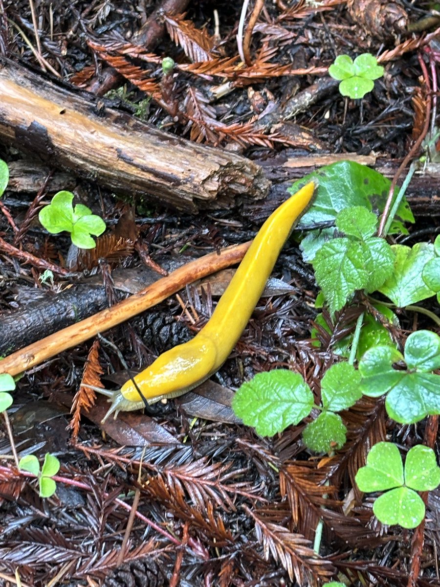 UWPlattWBB's tweet photo. Great day yesterday…. Took in forest air &amp; sea air!! #Redwoods #BananaSlugs  #Boardwalk #OceanBreeze https://t.co/Bqo9ruvmQT
