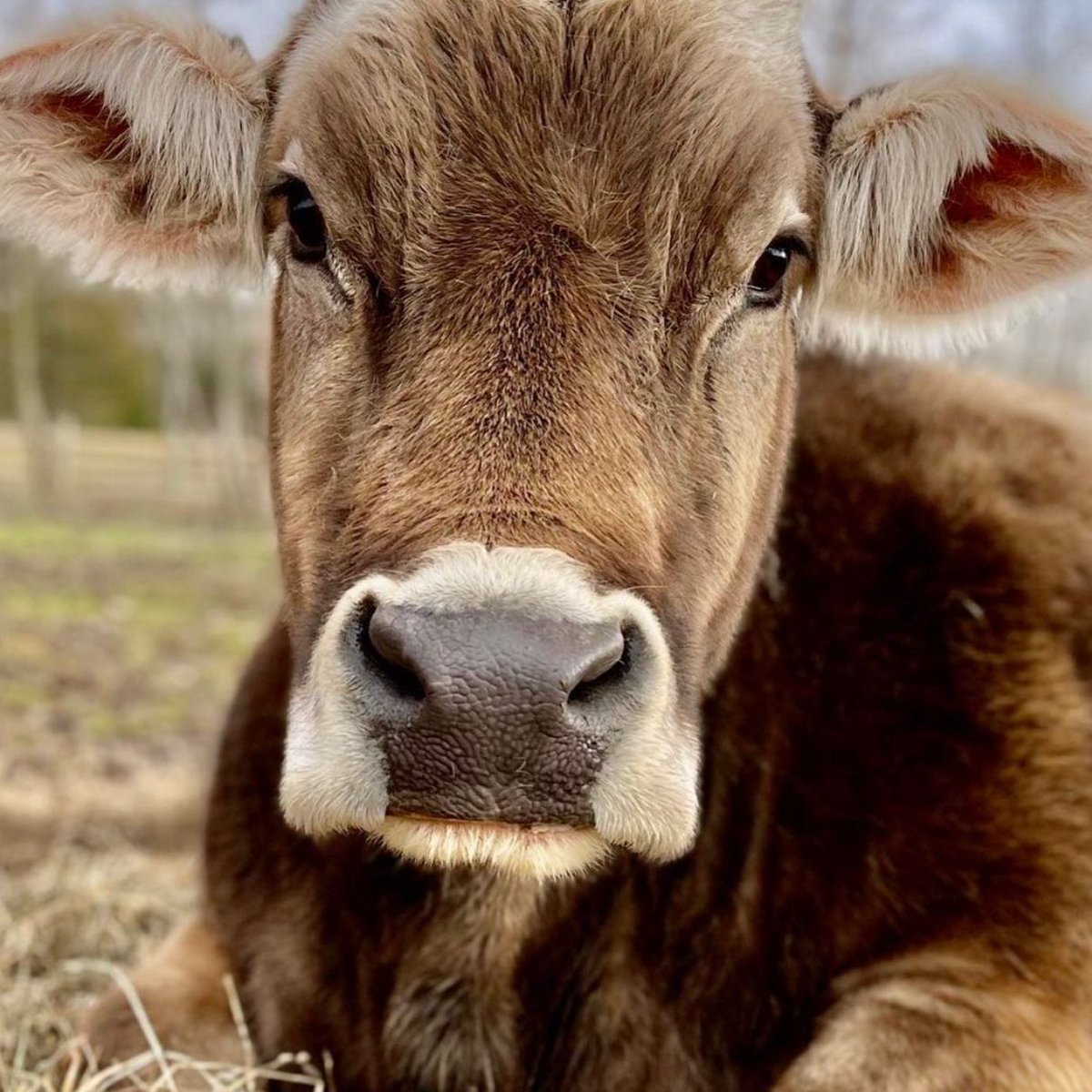 CowoftheDay1's tweet photo. 📅  6th January 2024
🐮  Sindy
🏷️  Instagram/ashasfarmsanctuary
💕 #animaloftheday https://t.co/yJxfmqX5nT