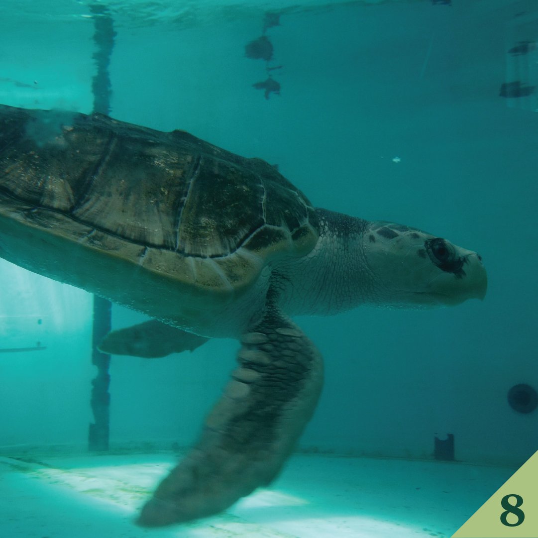 #8: Tally’s tale! A Kemp’s ridley sea turtle returned home to the warm waters of the Gulf of Mexico after her years long journey when she washed up on the shores in Wales, U.K. in 2021. She received a clean bill of health from our vets before being released back into the wild.