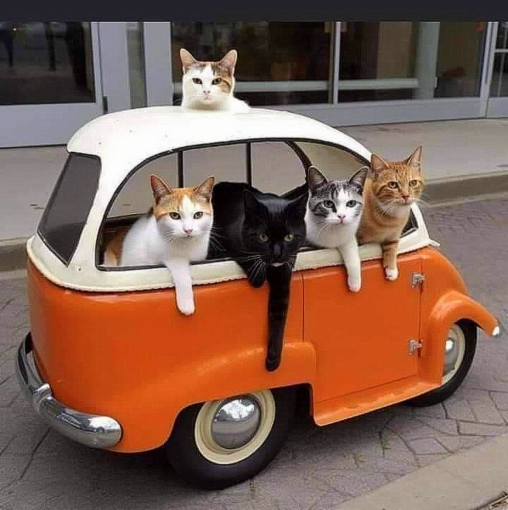 Metanoia100's tweet image. Road Trip ❤️🌈

#cats #CatsofTwittter #CatsLover