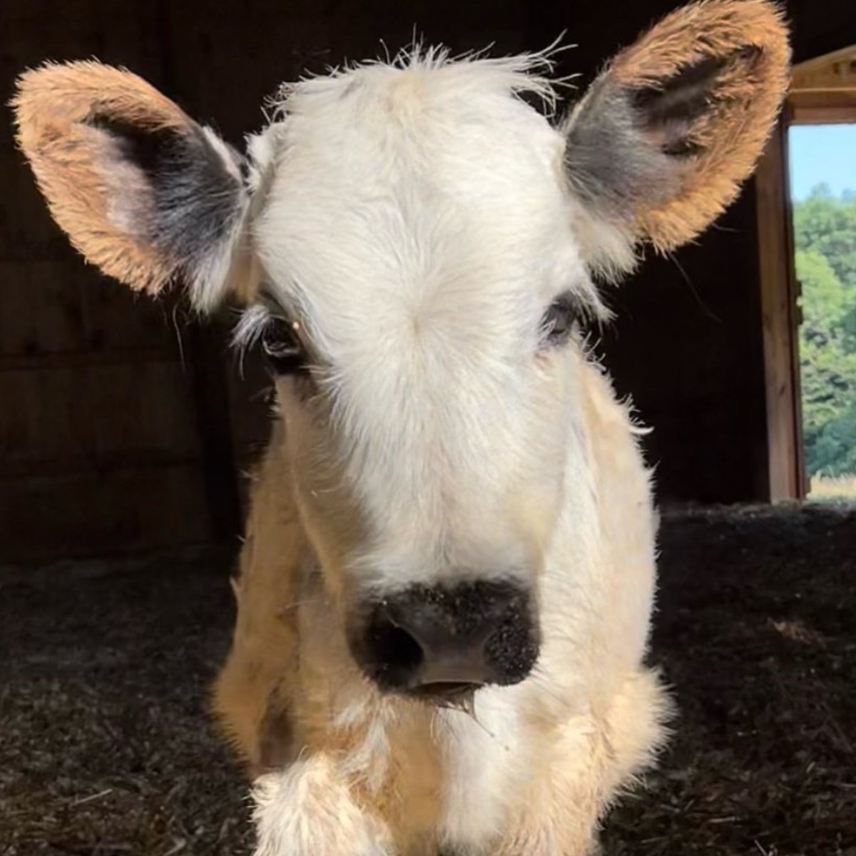 CowoftheDay1's tweet photo. 📅  7th January 2024
🐮  Maya
🏷️  Instagram/lancasterfarmsanctuary
💕 #animaloftheday https://t.co/fyLMz5eMxz
