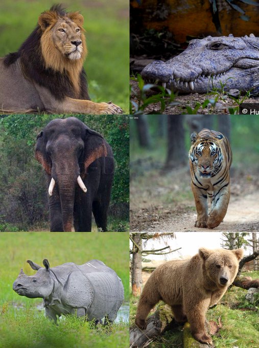 Rainmaker1973's tweet photo. India is the only country in the world that has both lions and tigers.

Not only this: India is the only country in the world where all these animals can be found together in the wild.

Why? Because India's varied climate zones support about 65,000 animal species, including bears, elephants, pythons, river dolphins, and rhinos, and 12,000 types of flowering plants.