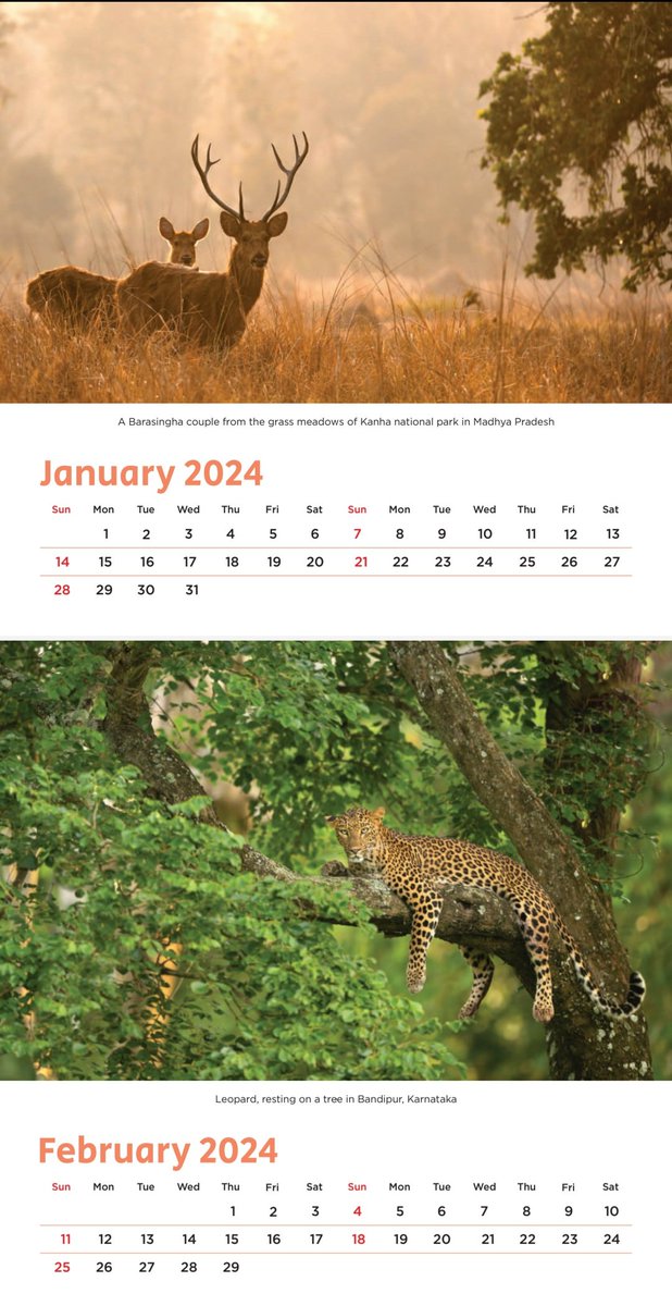 arvindrthy's tweet photo. I've got some 8x8 inch Table top Wildlife calendars printed. DM, to purchase yours. 

#Calendar2024  #HappyNewYear2024 https://t.co/qamNxr2Fer