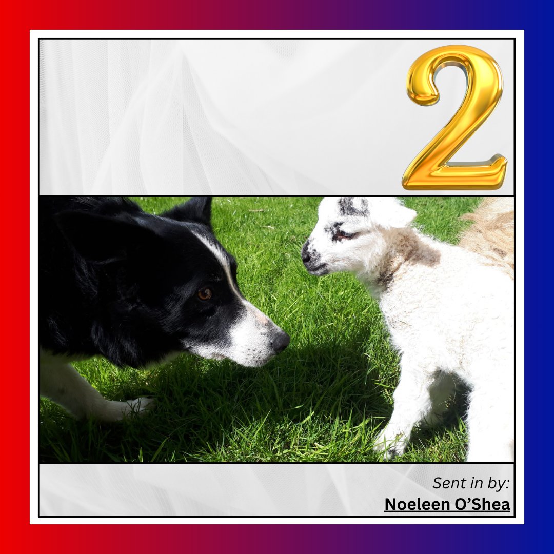 Drinagh Agribusiness tweet media