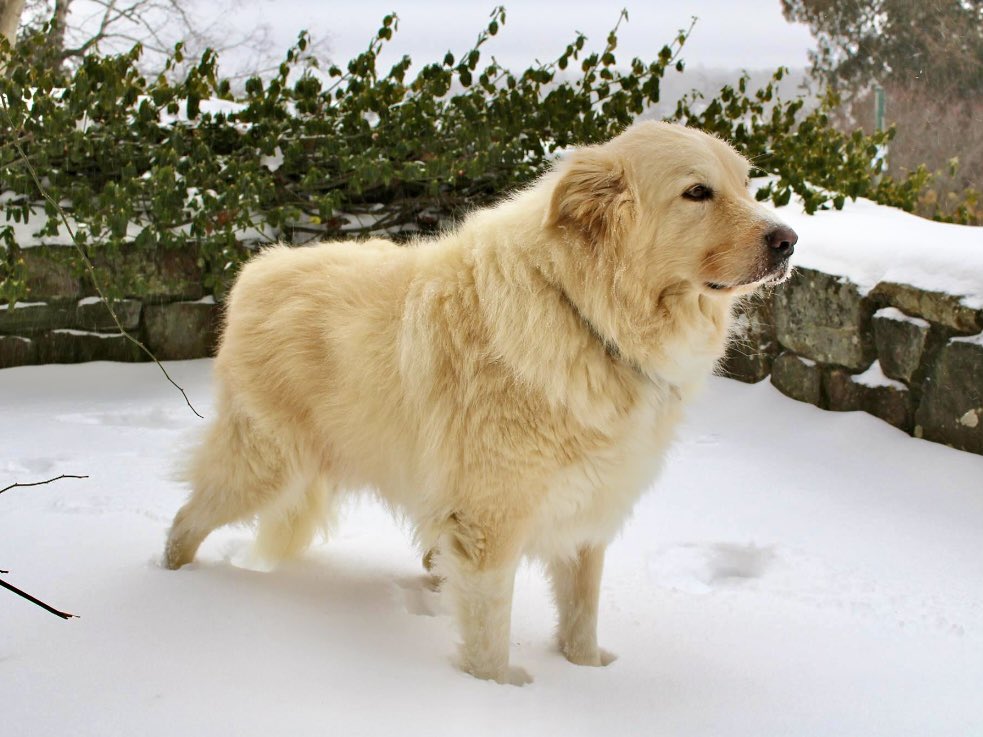 Eight years ago today Outlaw saw snow for the first time. (Odd camera settings then made him look more golden.) He loved Jill most of all, then snow, then me. #dogsofx #snow @dogandpuplovers @dogcelebration @ok32650586 @DogsofInstagram