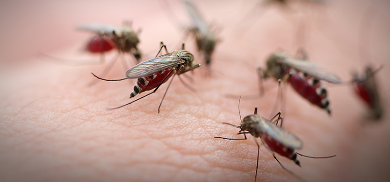 'Mosquitos'

Porque advierten que la invasión de mosquitos en el AMBA es de la especie que transmite la encefalitis equina.

Los síntomas de la enfermedad pueden incluir la aparición súbita de fiebre, escalofríos y dolores musculares o articulares. Los casos con enfermedad grave