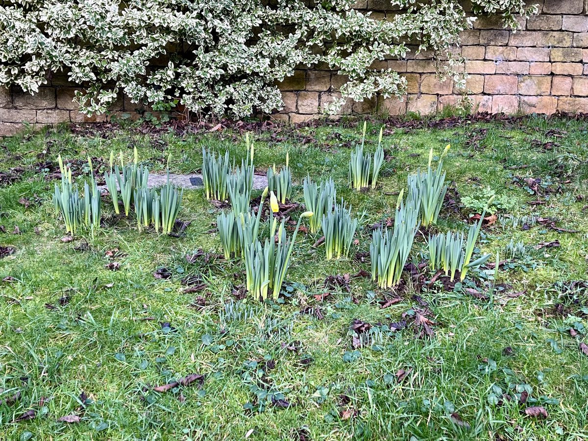 Spotted daffodils just now #NeneWay #Northamptonshire