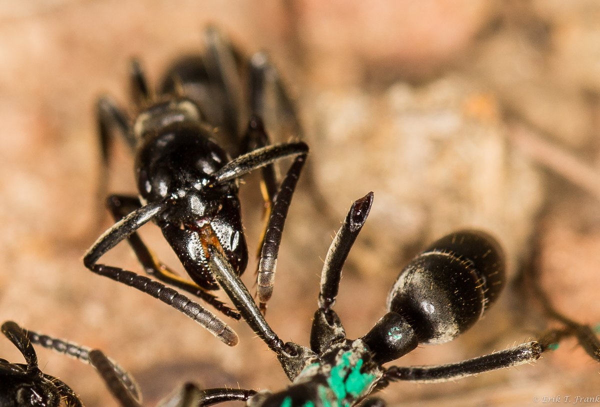 New paper on wound care in ants! Here we show that nestmates treat infected wounds more than sterile ones and that they use a battery of antimicrobial compounds to do so! This was a massive interdisciplinary project so let me tease it apart: (1/9)
rdcu.be/duJDN