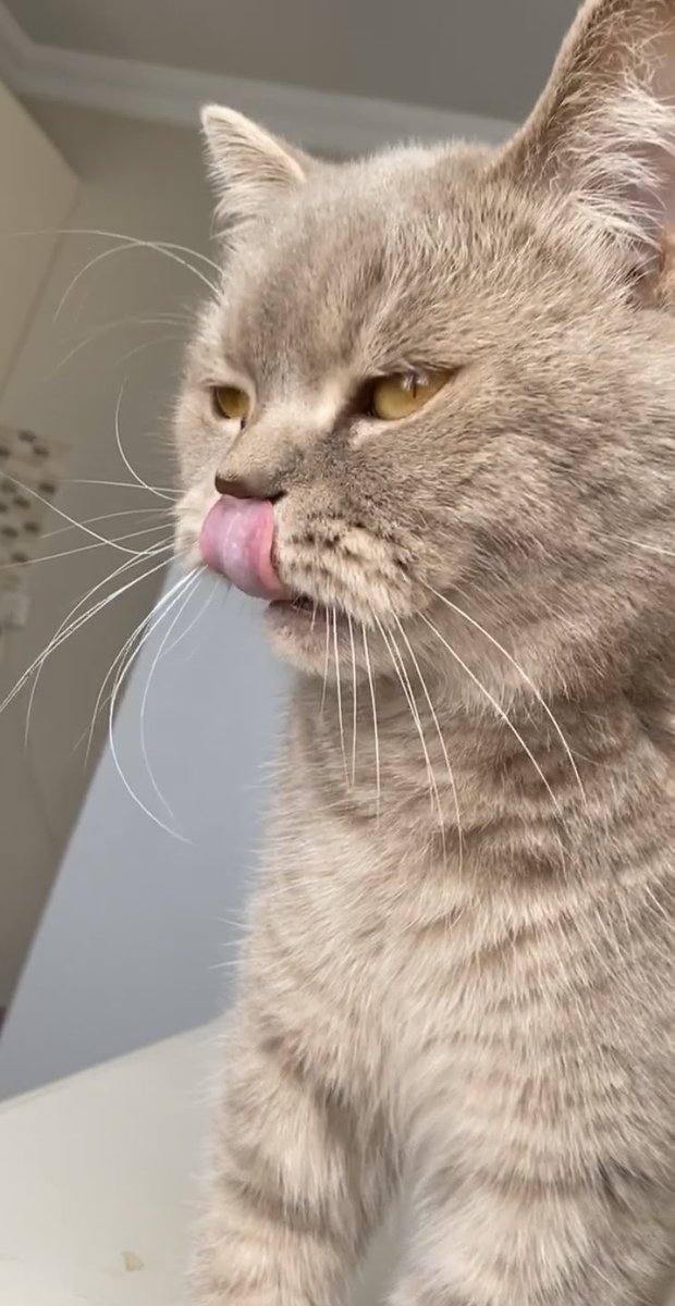 Kedi fotoğrafı at ya da 2024'te her şey ters gidecek