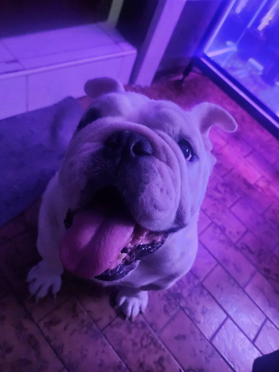 _ricalazo's tweet image. Hewow. I'm Louie. I'm 4 now ❤️