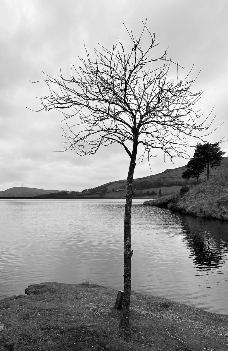 andyb066's tweet photo. Walk round Dovestone res with Mrs Barnes and the beastie boy today. Being at water level makes a change as usually up on Saddleworth Edges looking down @runningpunks #poletopoletopolechallenge @BipolarUK #muddymilesformegs #runningpunks #brokenpunks #walkingpunks https://t.co/ESZxxBxjsV