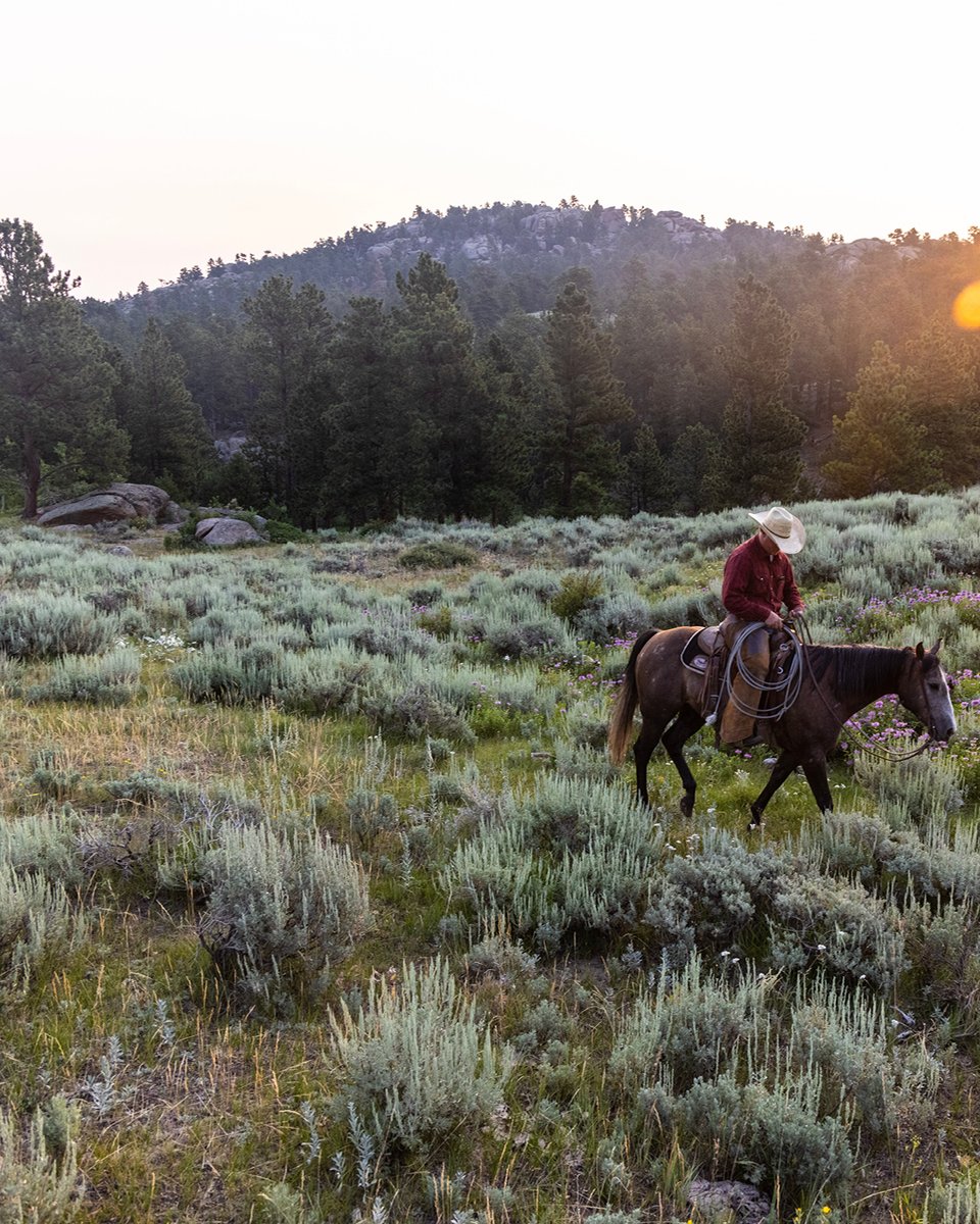 ExploreCookson's tweet image. Take in the American Wild West on an authentic ranch, exploring on horseback with the family or hosting memorable celebrations with your guests.

From Montana to New Mexico, we work with some of the best.
