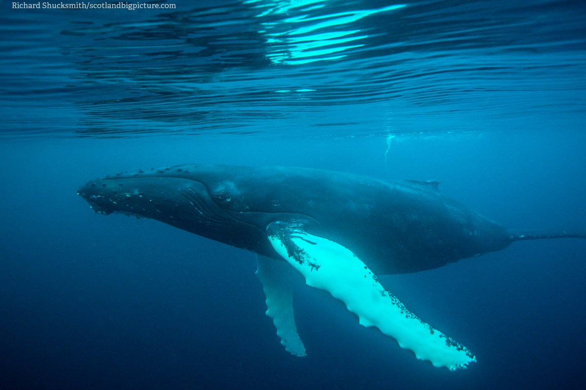 WildlifeTrusts's tweet image. “Regulation is vital for protecting the natural world and reversing wildlife declines” says Lissa Batey. The Wildlife Trusts’ marine review shows that the end of commercial whaling has brought humpbacks and fin whales back to UK waters. Read more 🐳 👉 wildlifetrusts.org/news/marine-re…